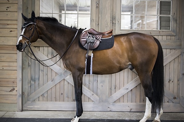 Thinline basic English pad on a horse