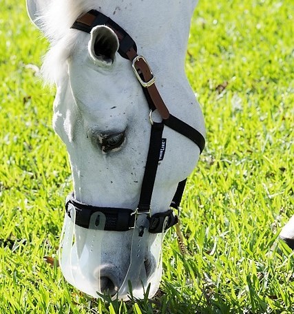 a horse grazing with a muzzle