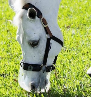 horse grazing muzzle