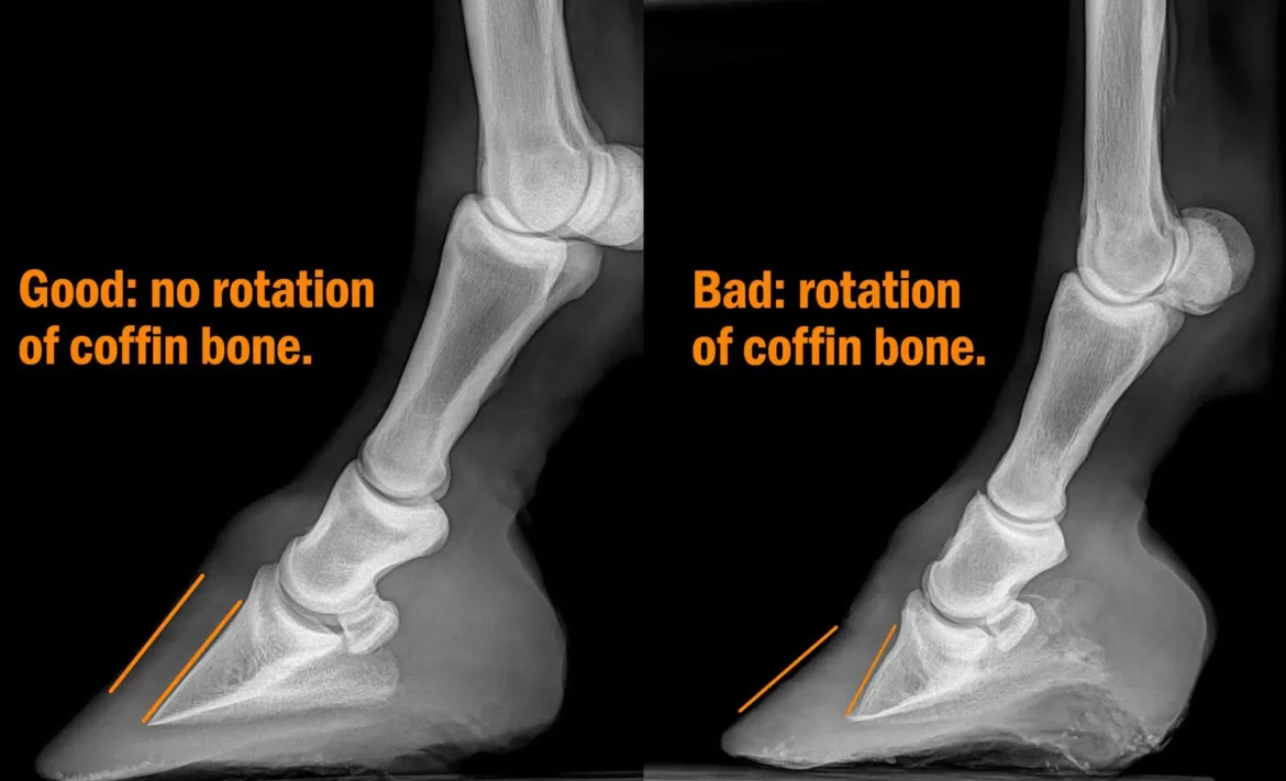 coffin bone rotation