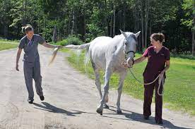 a vet leading a horse with neurological symptoms