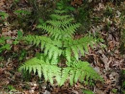 bracken fern in the woods