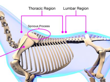 Anatomy Of Horse Withers & Dealing With Soreness