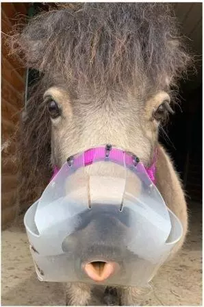 flexible filly muzzle