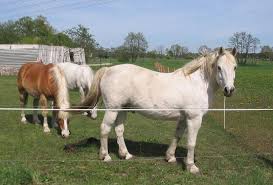 fat ponies
