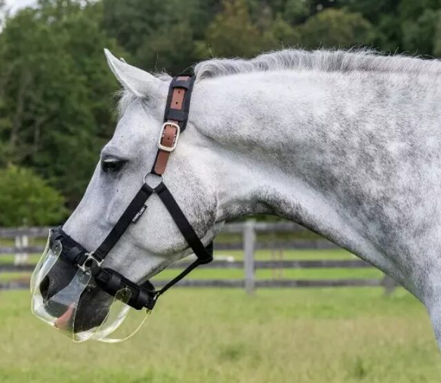 horse wearing muzzle